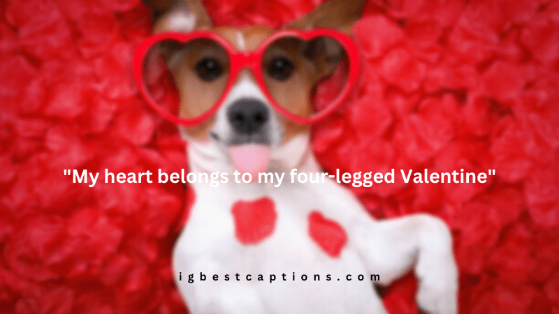 Valentines Day Captions For Dogs